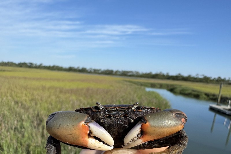 Lowcountry marsh crab with salt marsh and tidal creek in background