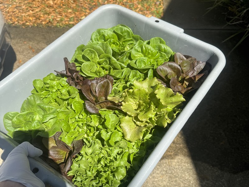 Fresh-picked mixed greens in a harvest bin ready for delivery