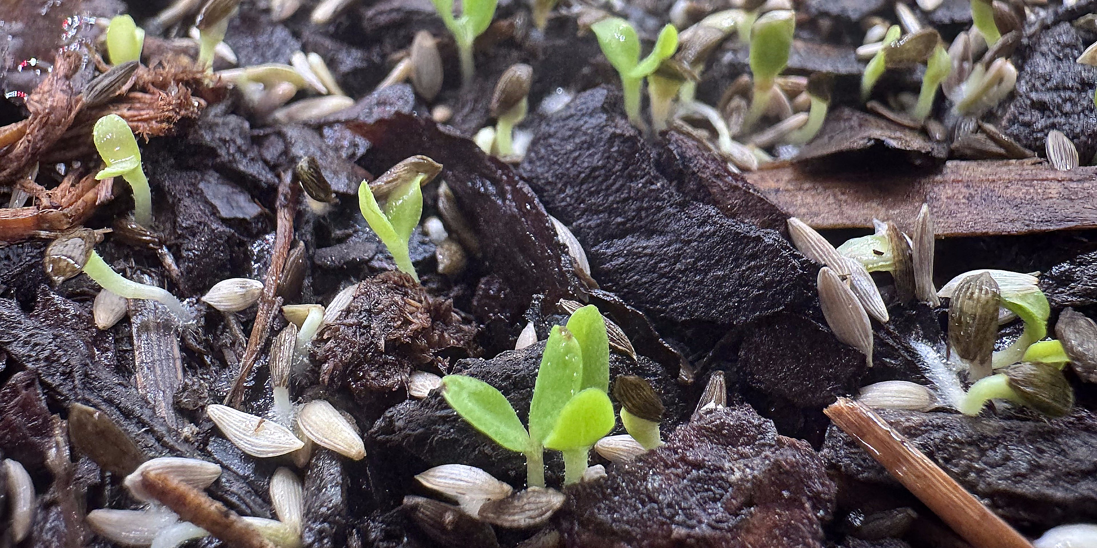 Fresh hydroponic greens growing at Gingerly Farms