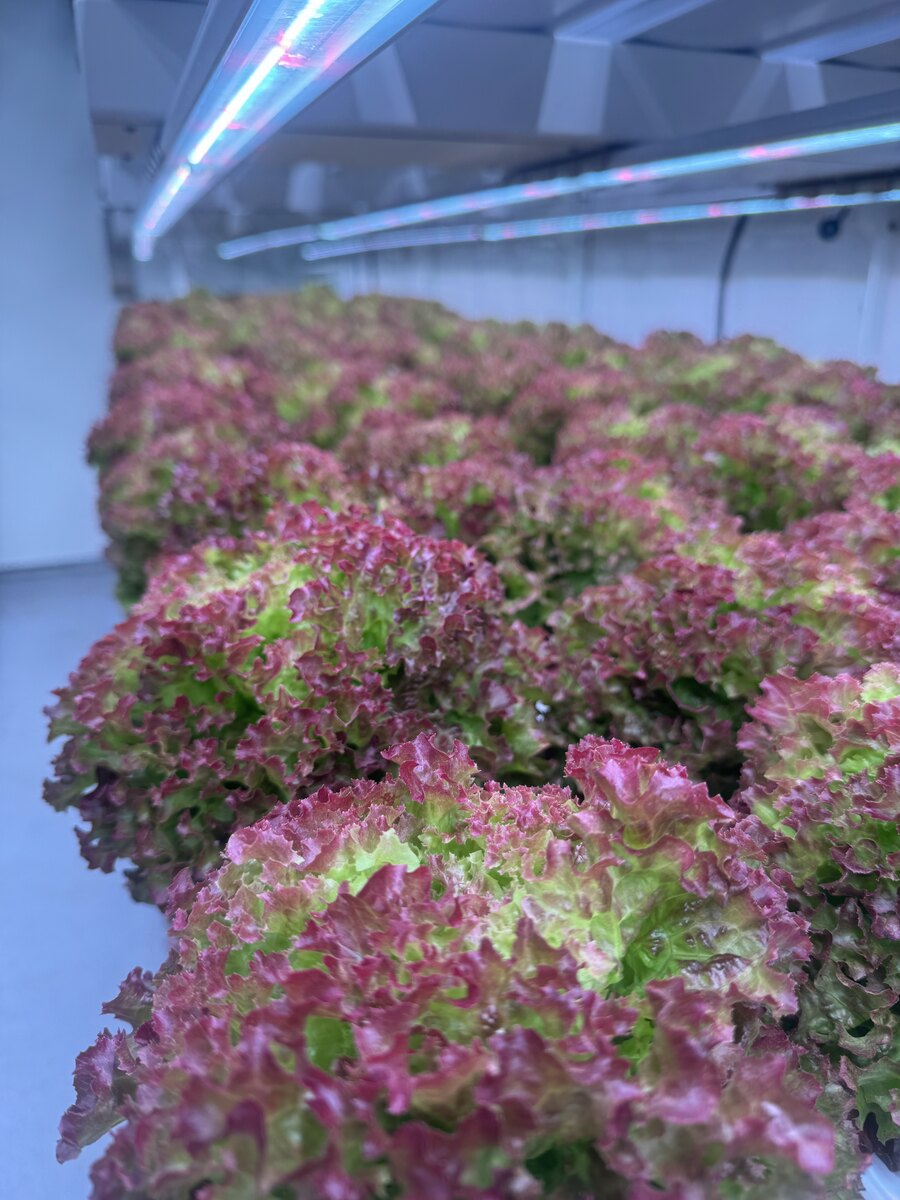 Shrimp boat returning to dock at dusk in Charleston