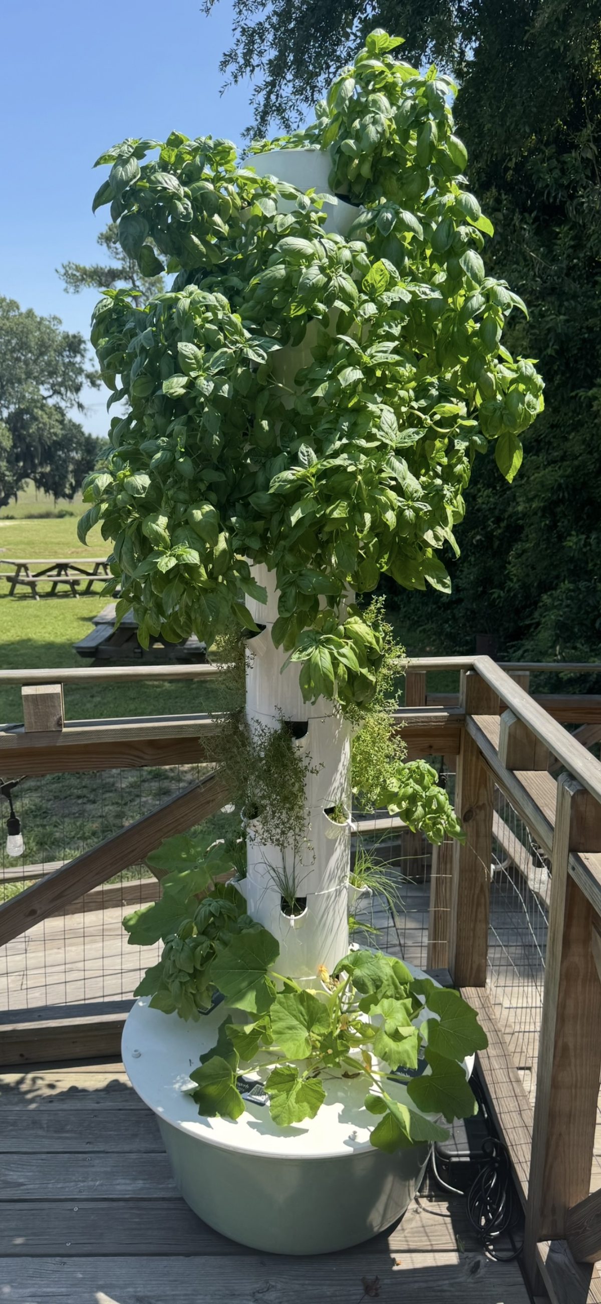 Gingerly Tower on a marsh-view deck with basil, herbs, and squash filling in, week one