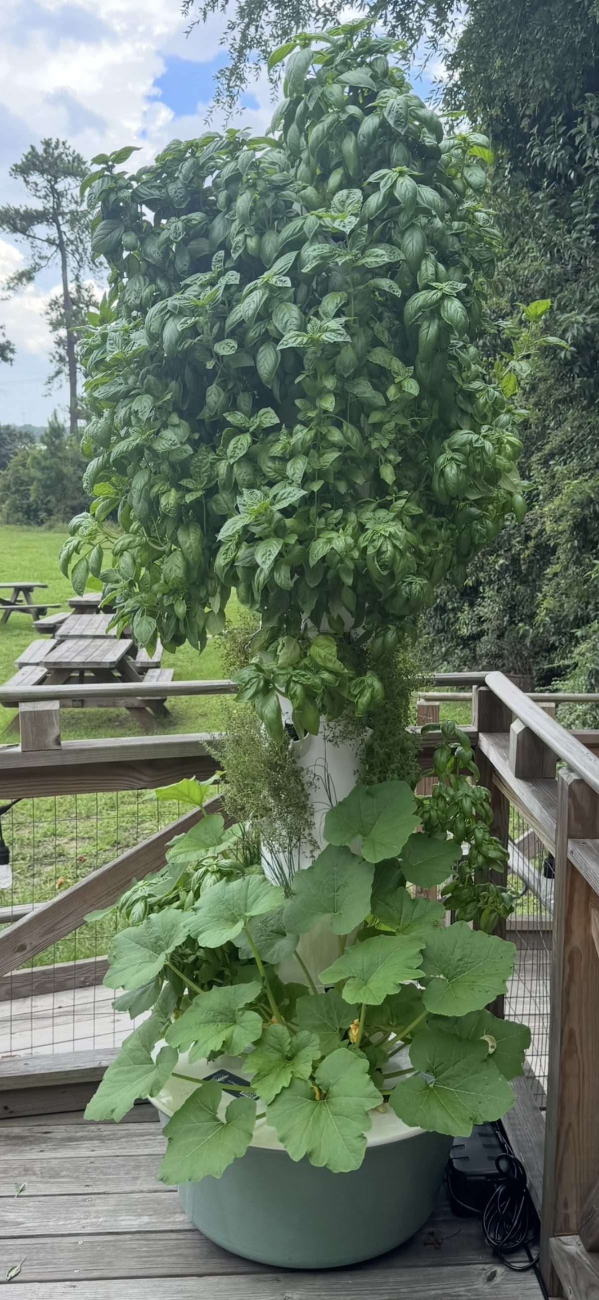 The same Gingerly Tower one week later, basil and squash noticeably fuller