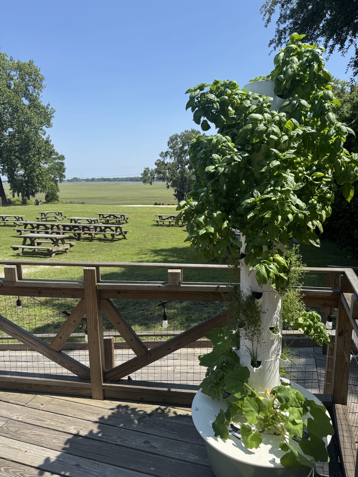 Gingerly Tower full of basil, herbs, and squash on a deck overlooking the Lowcountry marsh