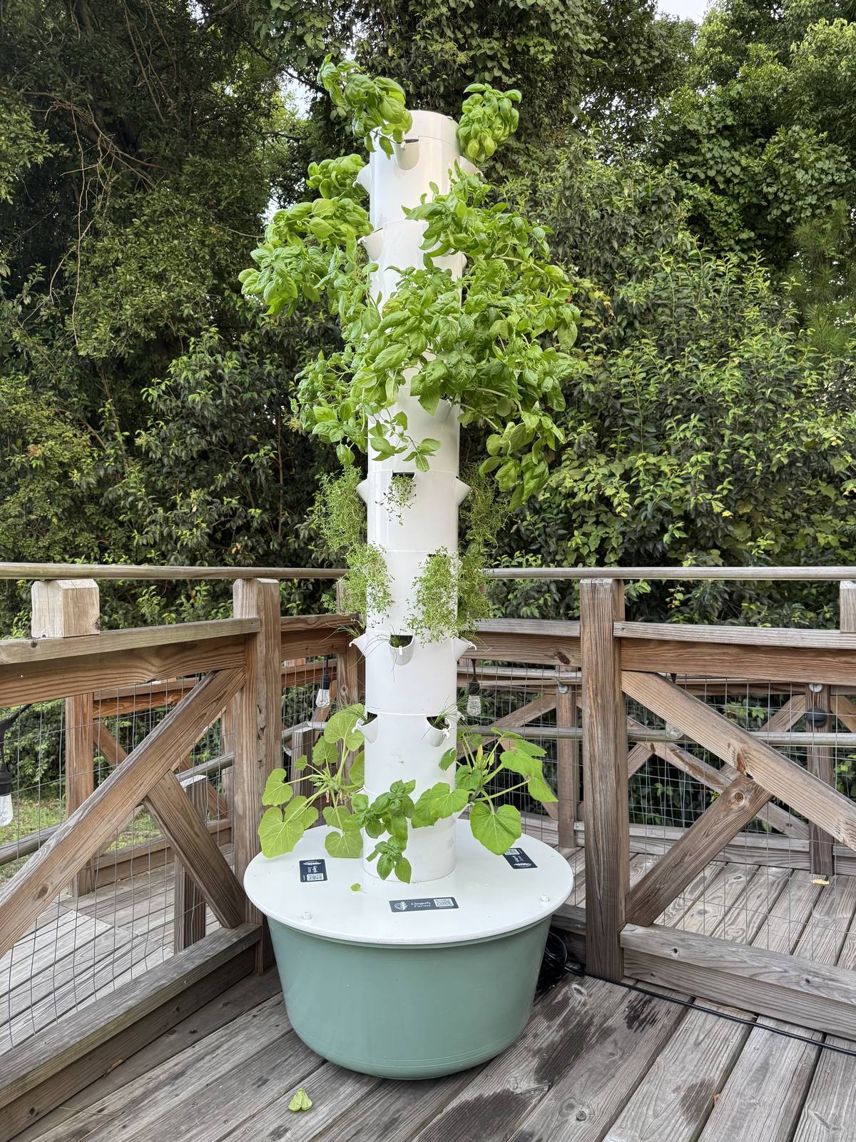 Gingerly Tower full of basil, herbs, and young squash plants on a wooden deck with trees behind it