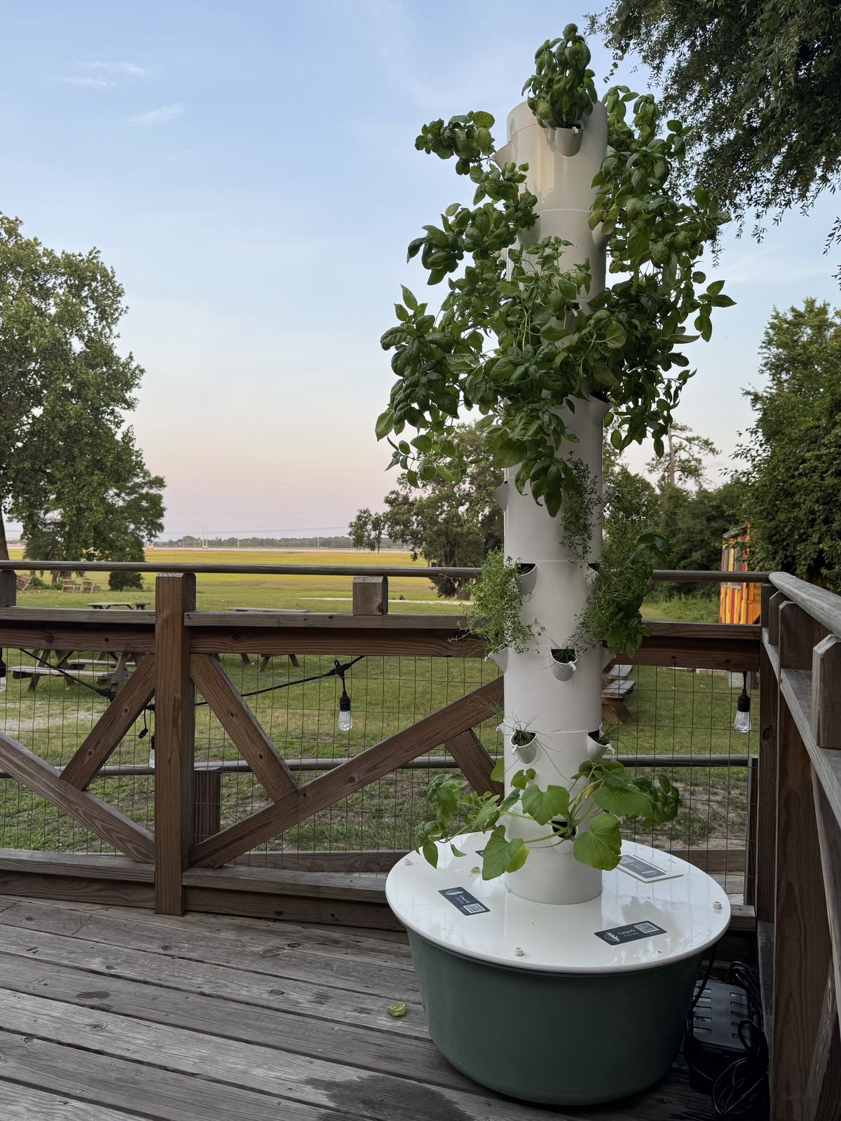 Gingerly Tower planted with basil, herbs, and squash on a restaurant deck overlooking the marsh at sunset